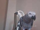 congo African grey male