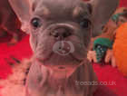 READY NOW! 4 french bulldog puppies