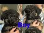 READY TO GO NOW!! 4 beautiful chunky German shepherd puppies
