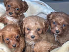Beautiful 8 week old cavapoo puppies