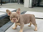 Isabella & Tan Boy, French Bulldog, KC Reg