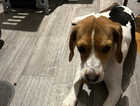 6 month old female Beagle comes with crate, bedding, food etc