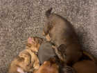 Kc registered mini dachshund puppies