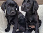 Black Labrador Retriever pups - ready to go!