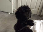 1 Black boy Toy Poodle pups