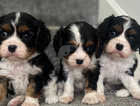 GORGEOUS HIGH QUALITY KING CHARLES CAVALIER PUPPYS