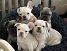 Stunning KC registered fluffy carrying French bulldog pups looking for there fur ever home