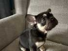 French Bulldog puppies -BIG, BOLD, BEAUTIFUL