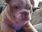Dwkc pedigree merle boy puppy