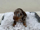 Dachshund Outstanding puppies