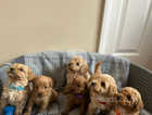 7 gorgeous poodle puppies for sale