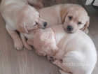 beautiful yellow lab  only1 left