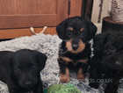Doxiepoo puppies (miniature dachshund x miniature poodle)