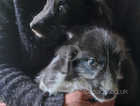 Bearded Bedlington greyhound x blue merle collie lurchers