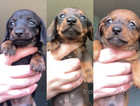 Mini dachshund puppy's