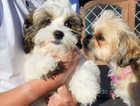 Ready Now F1 Toy Shihpoo pups