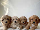 Beautiful Cavapoo puppies