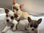 Chihuahua puppies boys