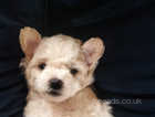 Pure breed bichon frise puppies