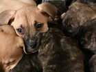 11 beautiful mastiff cross puppies