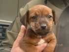 Jack Russell puppys for sale