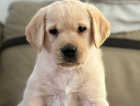 6 Beautiful health checked Pedigree Labrador Puppies Born 18th January 2024