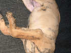 Mastiff x rotty puppy for sale