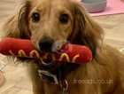 KC registered 9 month longhaired mini dachshund