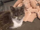 Missing kitten