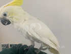 HandReared Stunning Tame Talking Female Yellow Crested Cockatoo Parrot,2