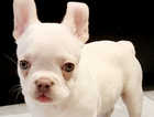 French bulldog kc registered puppies x 3
