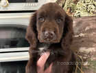 4 cocker spaniel puppies for sale