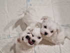 Maltese puppies for sale 2 x dog, 1 x bitch
