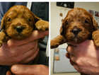 Just 1 boy left! stunning red cavapoo boy pups