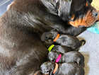 **Exquisite Rottweiler Puppies - Ready for Their Forever Homes in Mid-July!**
