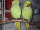 proven breeding pair  of green Indian ring neck