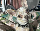 Stunning XS Isabella & Merle teacup Chihuahua