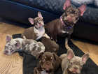 Beautiful litter of fluffy carrier French bulldogs