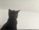 Missing have you seen her