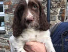 SOLD Stunning Springer Spaniel Puppies for sale