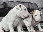 Bull Terrier Puppies - KC reg, top bloodlines