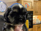 Last 2 little lhasa apso puppies for sale both male and black with white markings & tan legs.