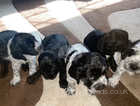 Cocker spaniels ready for a loving home