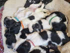 Beautiful B&W English Springer Spaniel Puppies