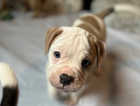 Stunning American Bulldog Puppies For Sale