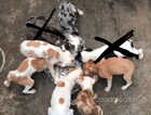 Collie whippet greyhound pups