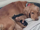 Gorgeous pedigree kc cocker spaniel pups