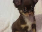 Long coat chihuahua boy chocolate sable ready now