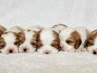 Blenheim Cavalier puppies