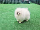 Pomeranian puppies xx